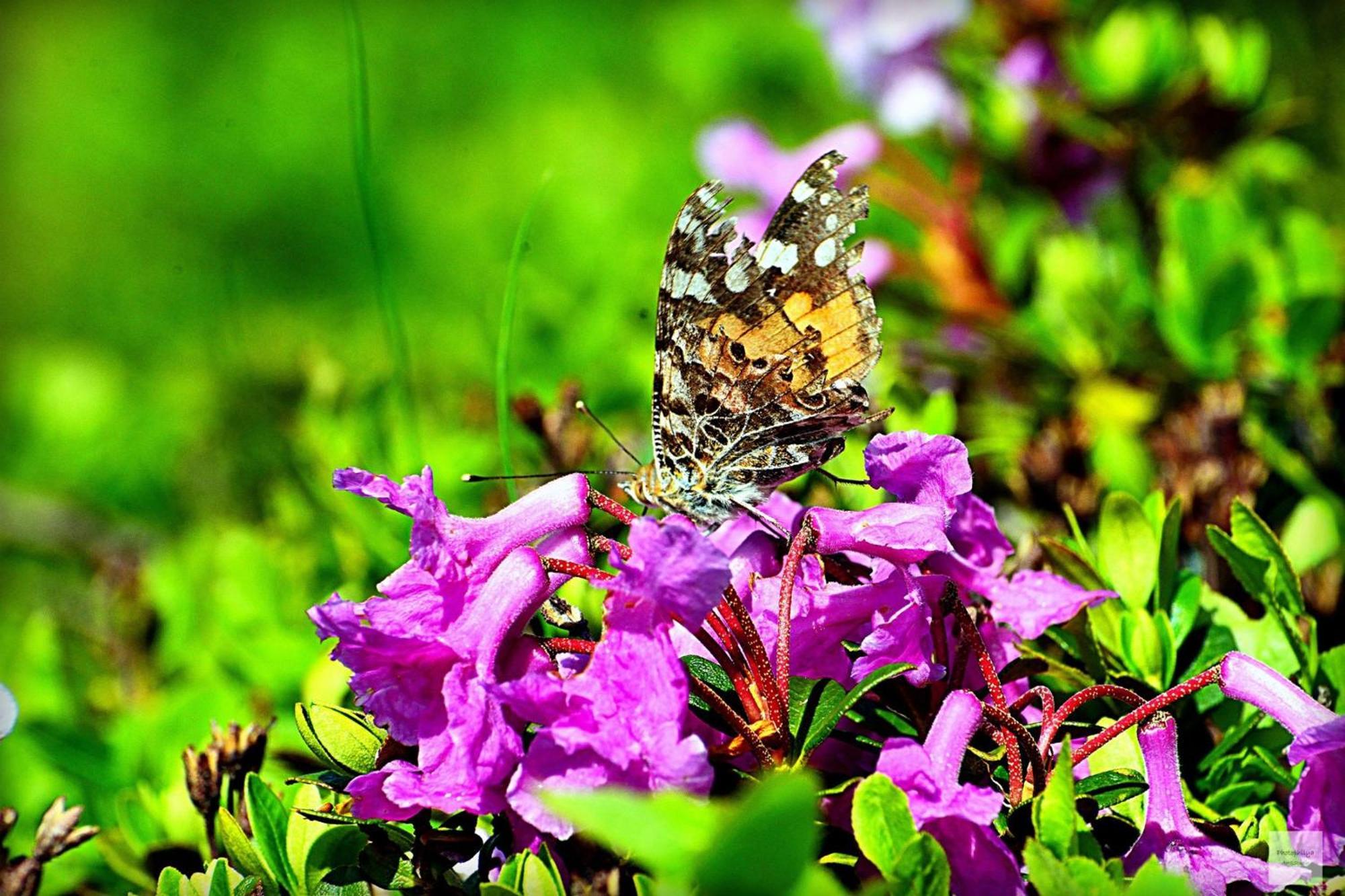 Villa Conacul Doamnei Corbi Esterno foto